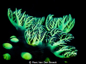 nudigreen by Marc Van Den Broeck 